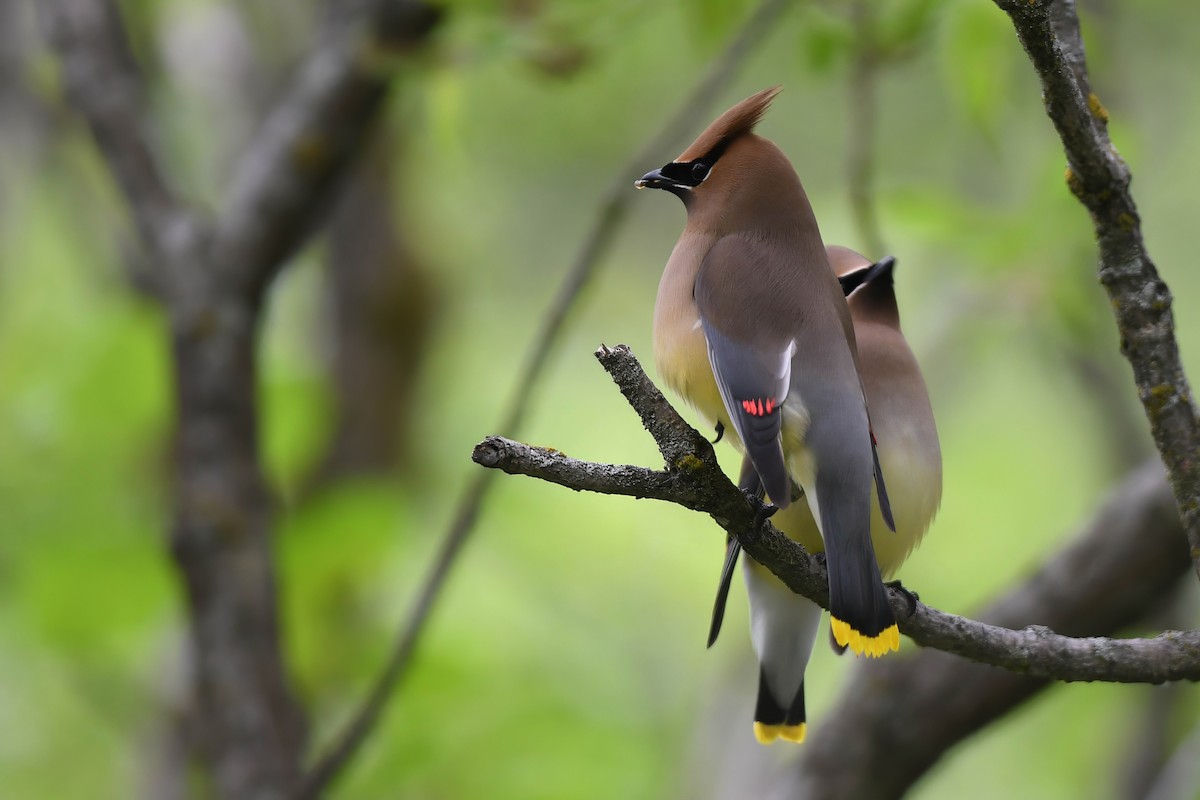 Cedar Waxwing - ML620352476