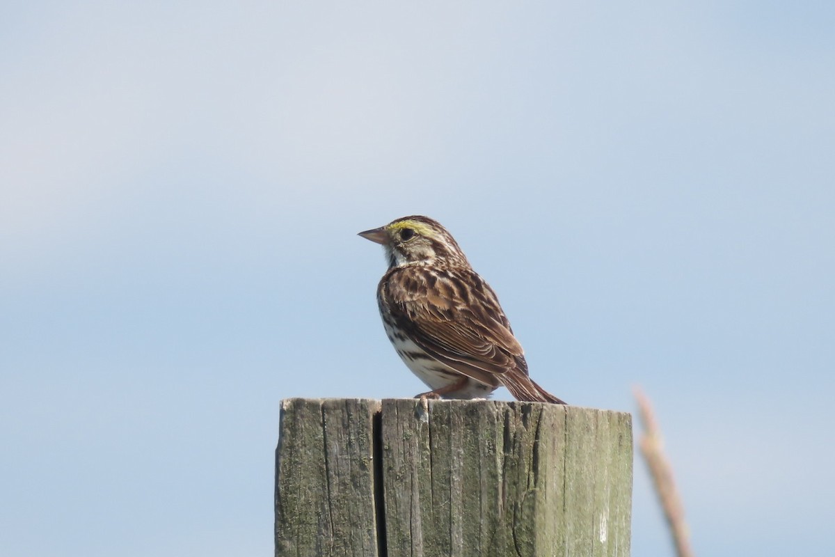Savannah Sparrow - ML620352478