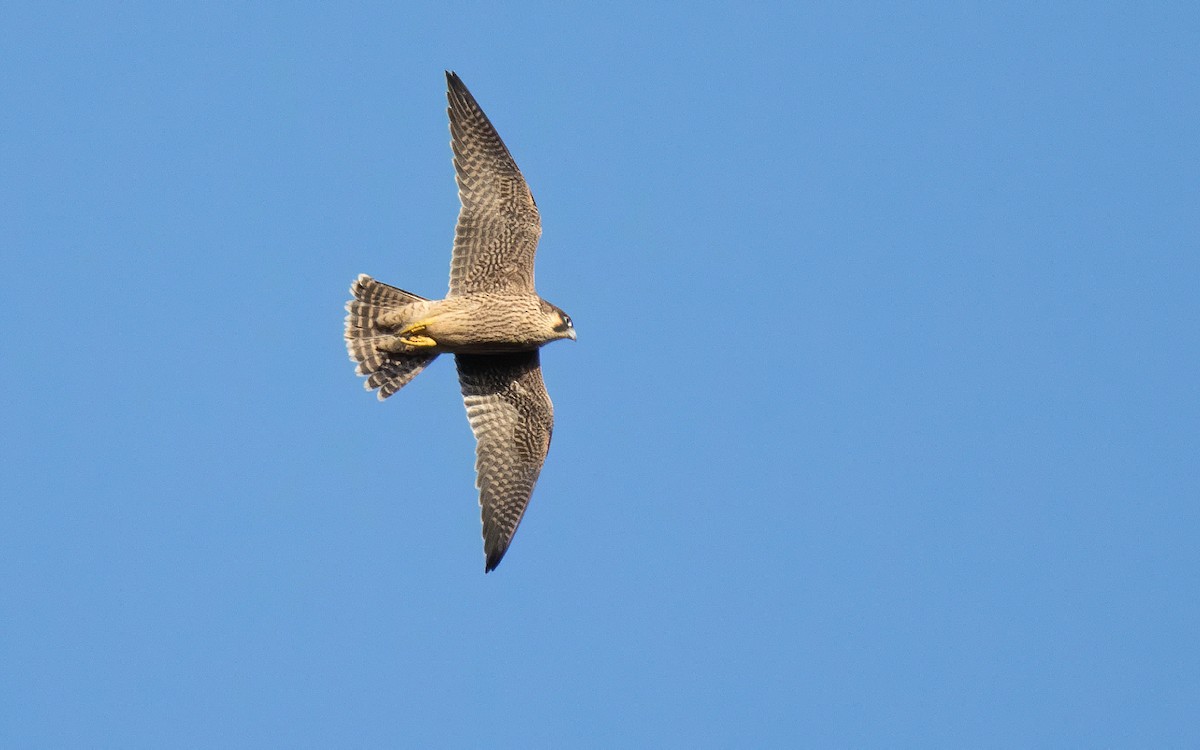 Peregrine Falcon (Mediterranean) - ML620352479