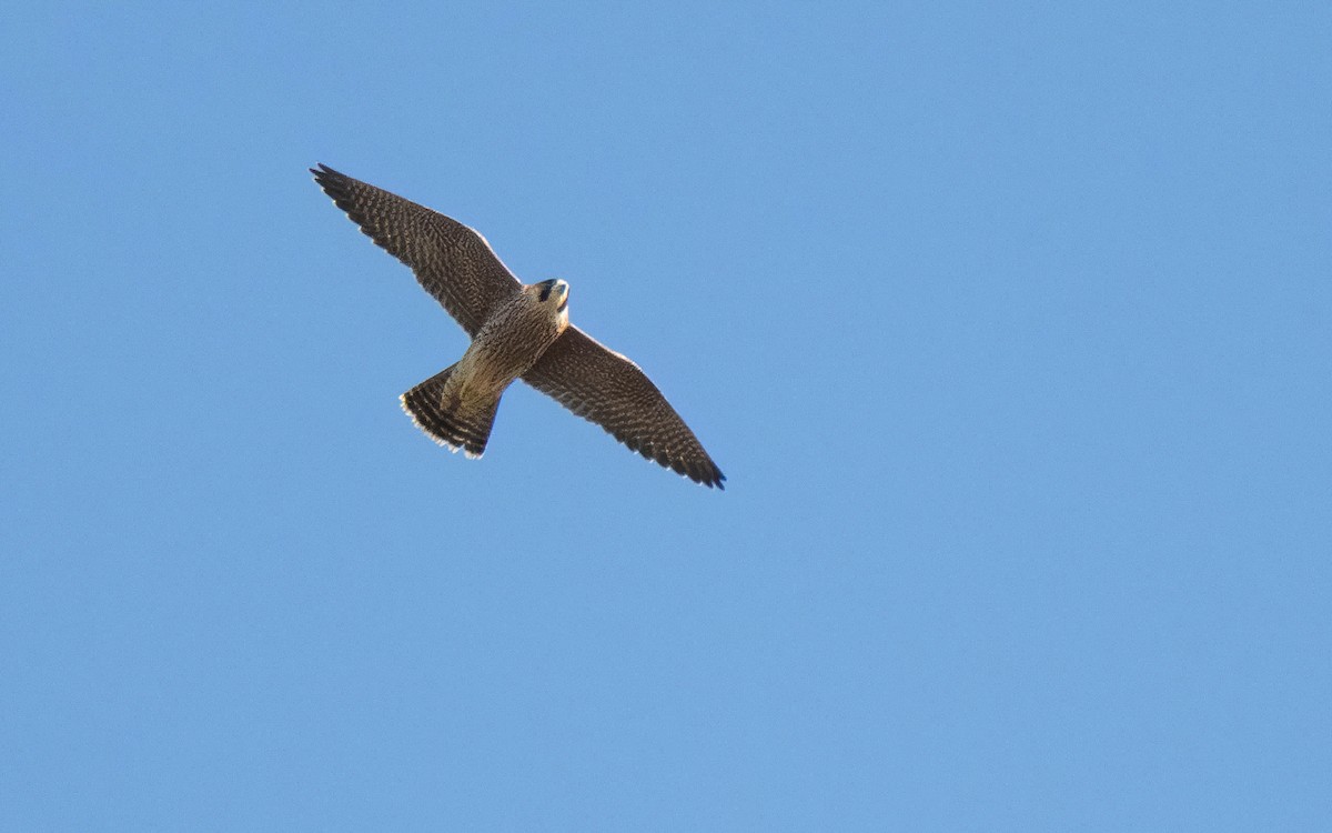 Halcón Peregrino (brookei) - ML620352480