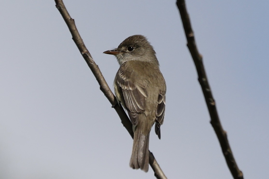 Willow Flycatcher - ML620352483