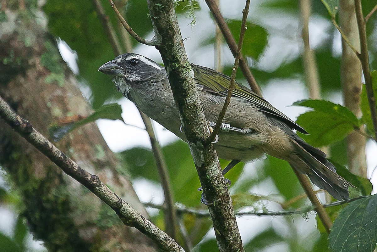 Green-winged Saltator - ML620352485