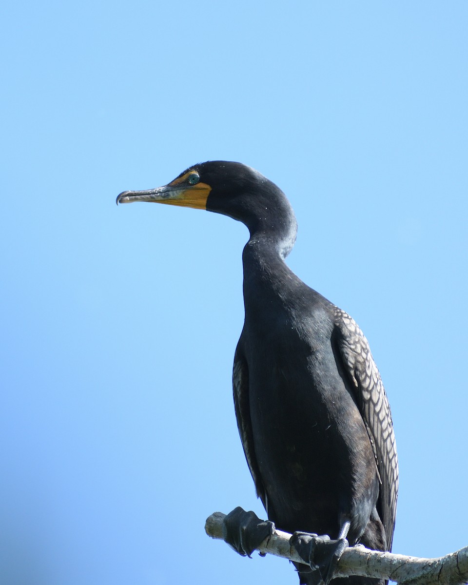 Cormoran à aigrettes - ML620352489