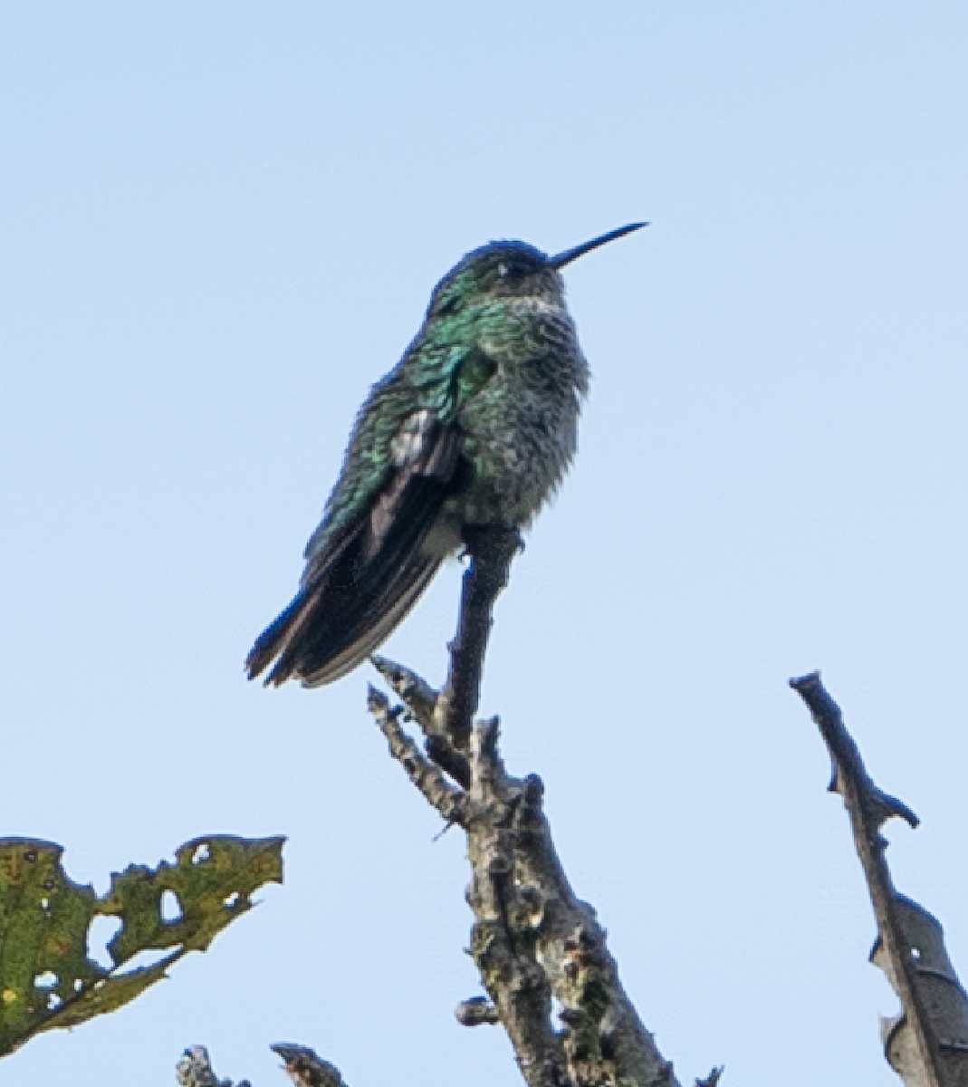 kolibřík ekvádorský - ML620352494