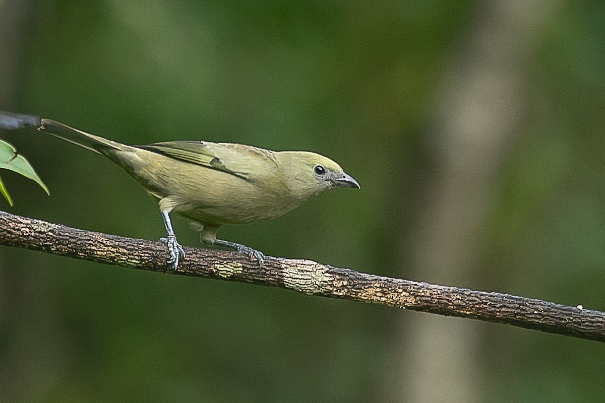 Palm Tanager - ML620352502