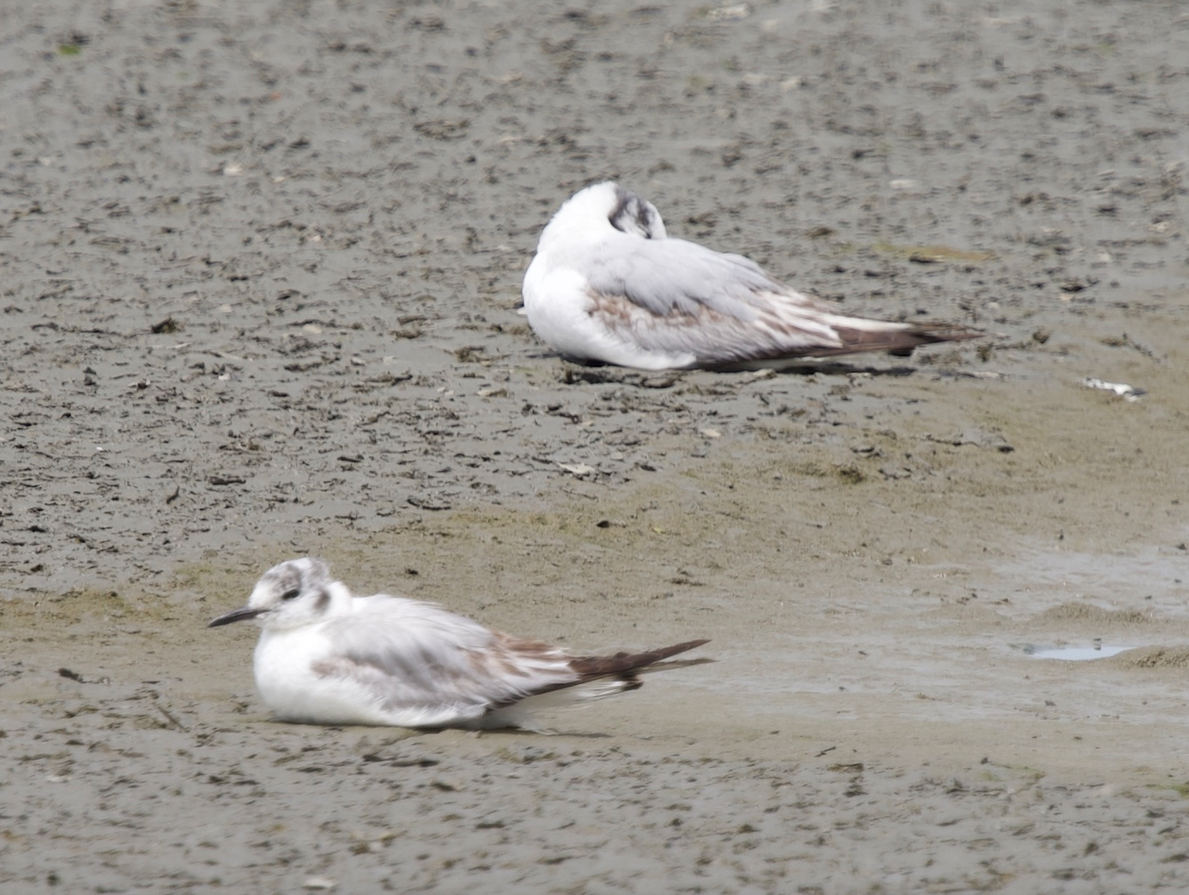 Bonaparte's Gull - ML620352503