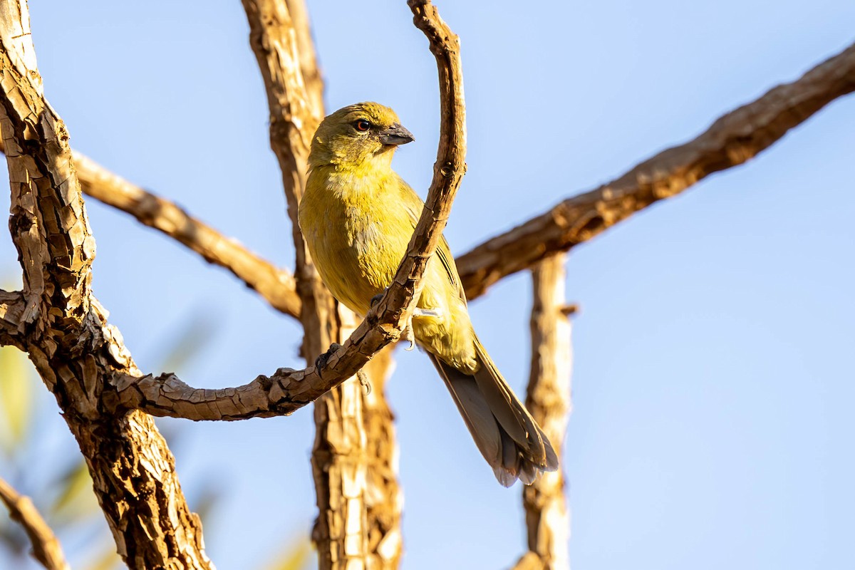 Black-faced Tanager - ML620352504