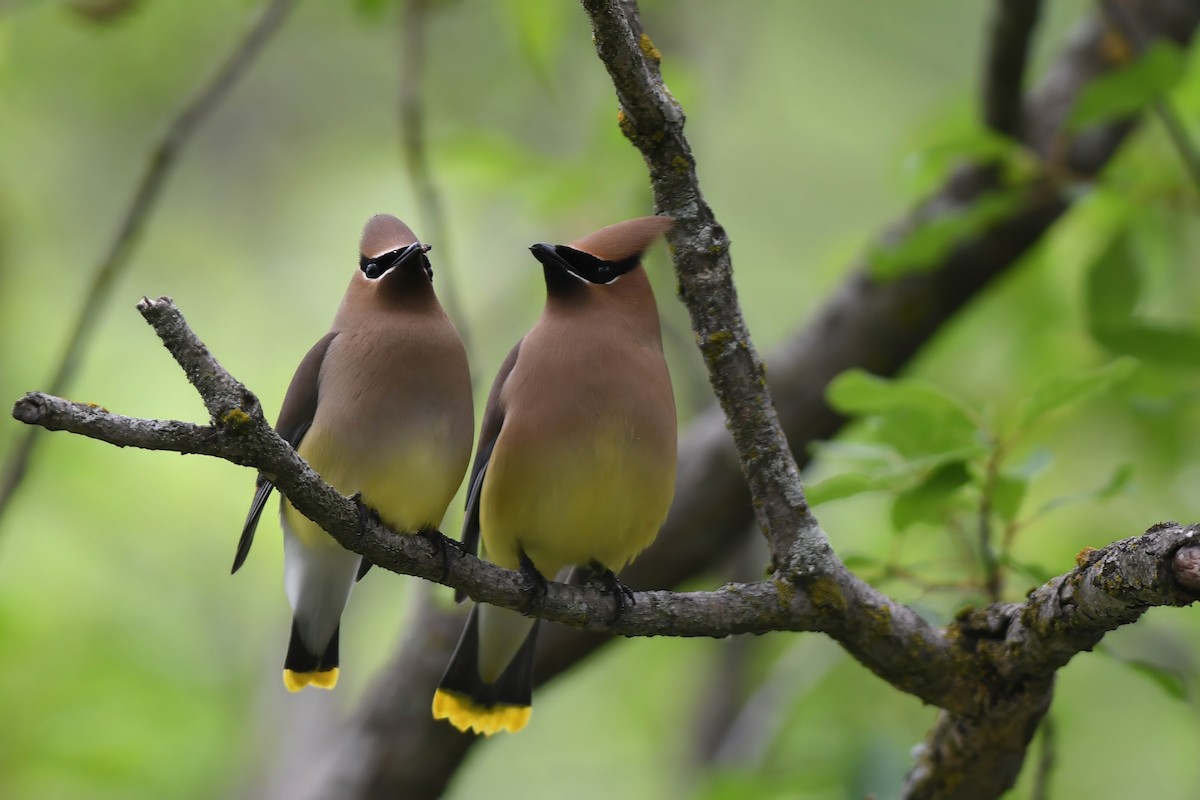 Cedar Waxwing - ML620352506