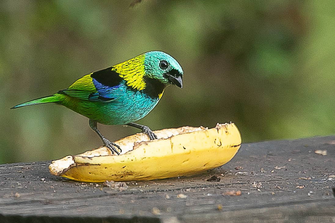 Green-headed Tanager - ML620352507