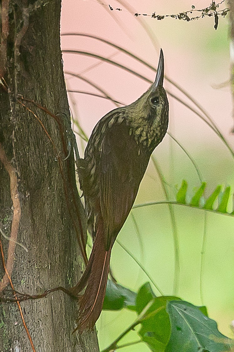 Lesser Woodcreeper - ML620352523