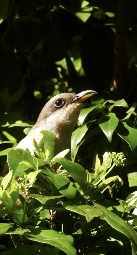 Mangrove Cuckoo - ML620352537