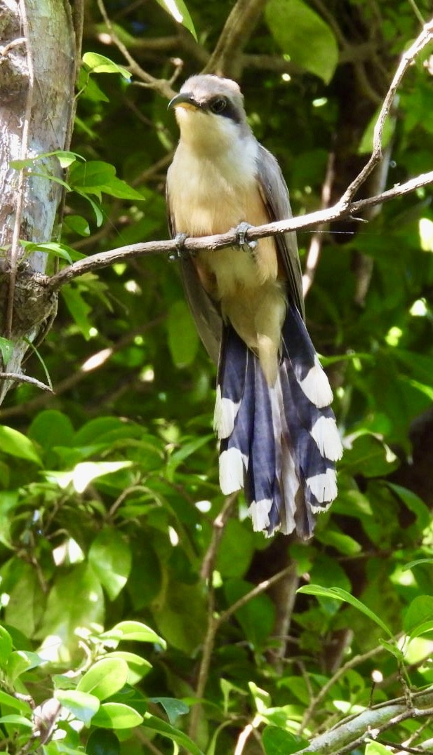 Mangrove Cuckoo - ML620352538