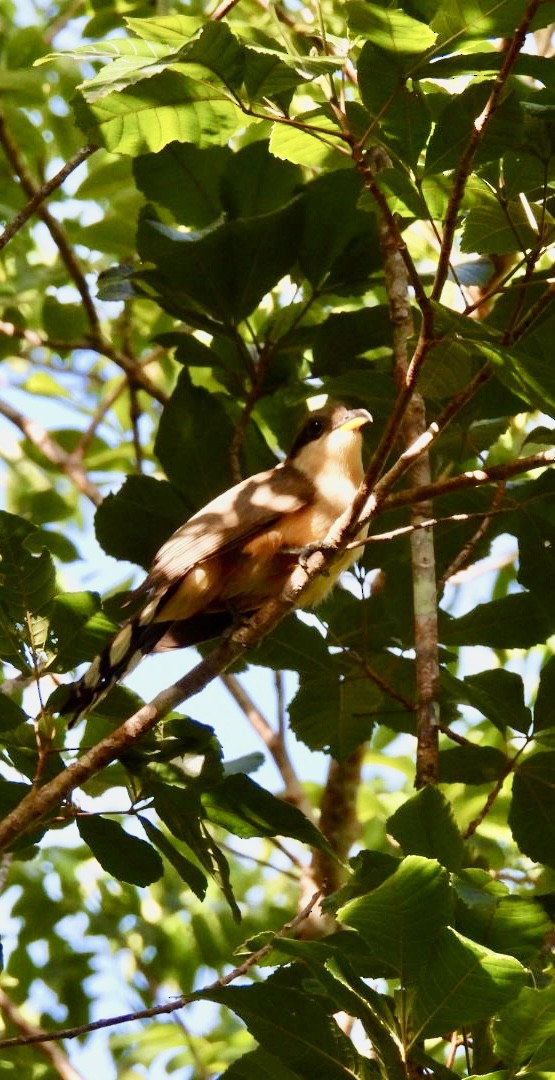 Mangrove Cuckoo - ML620352539