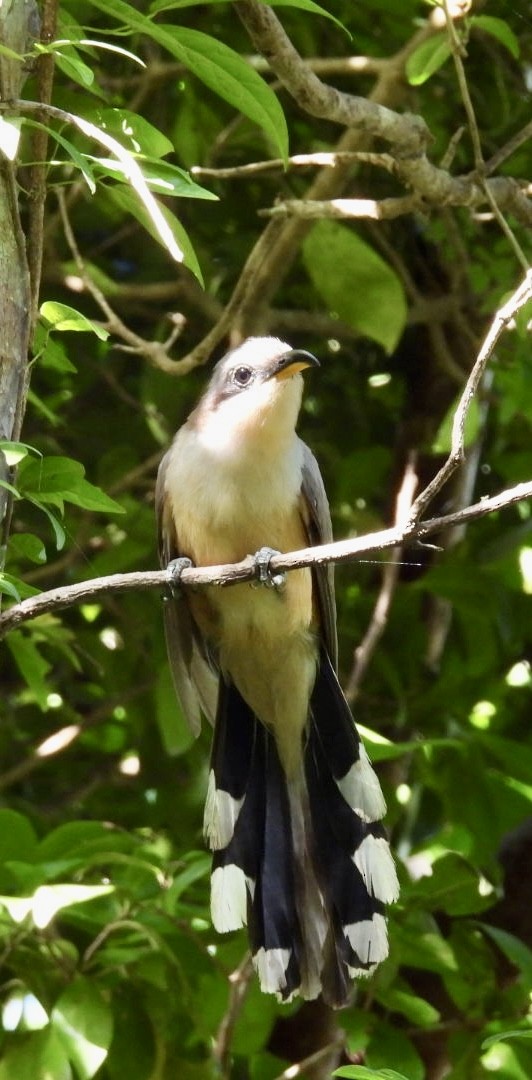 Mangrove Cuckoo - ML620352540