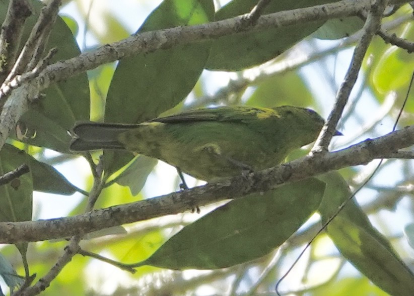 Dotted Tanager - ML620352553