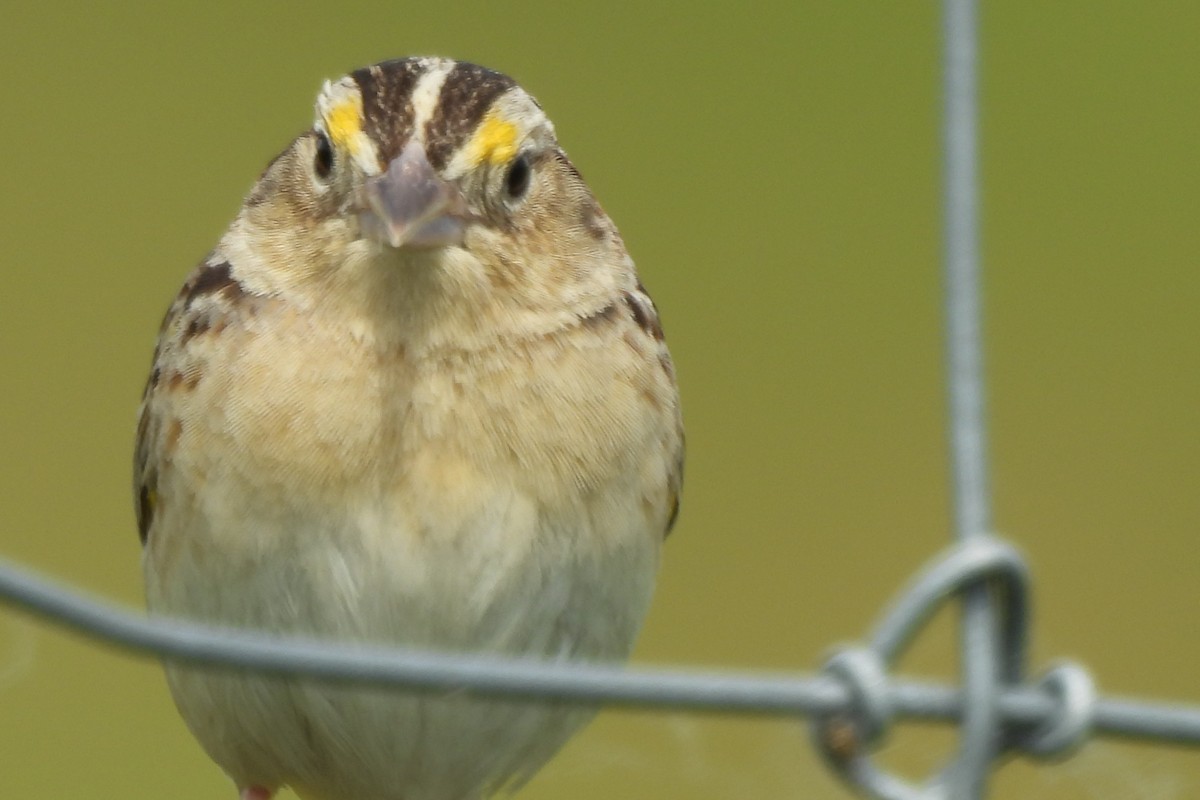 Grasshopper Sparrow - ML620352555