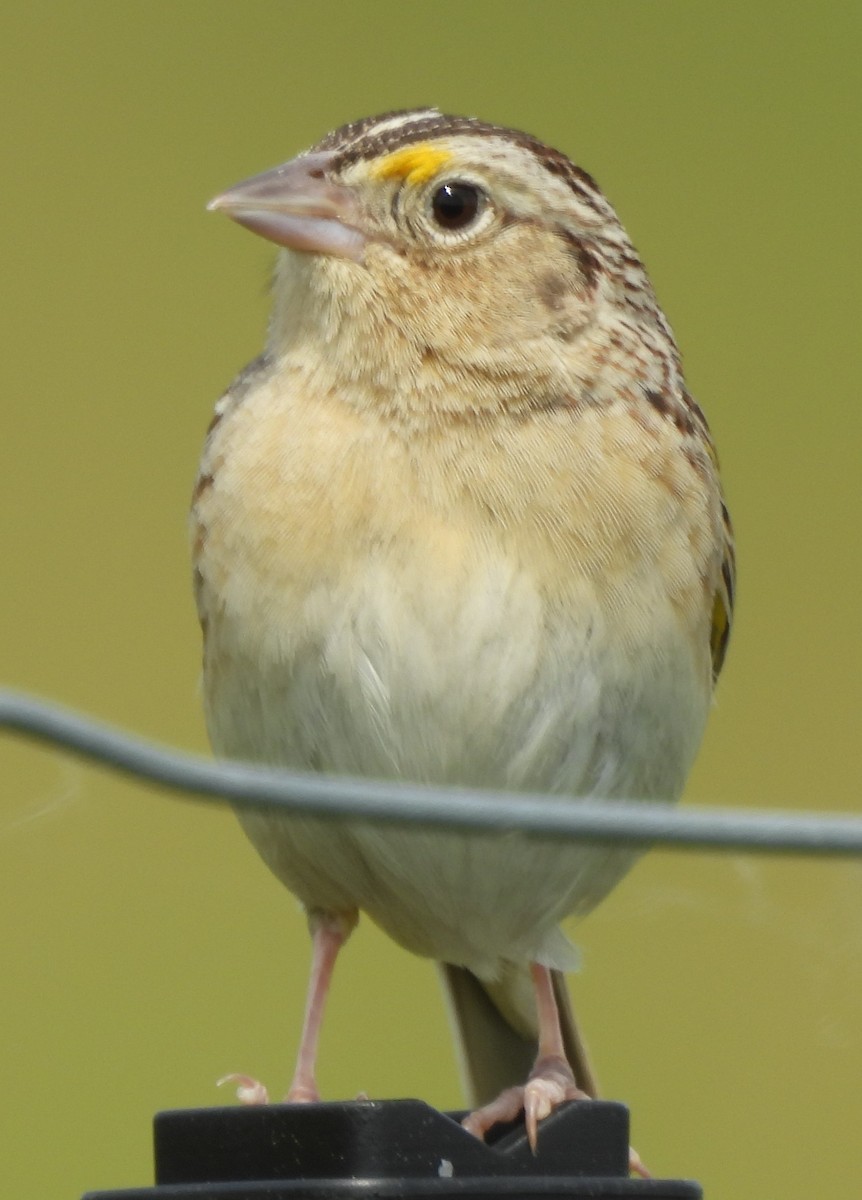 Grasshopper Sparrow - ML620352567