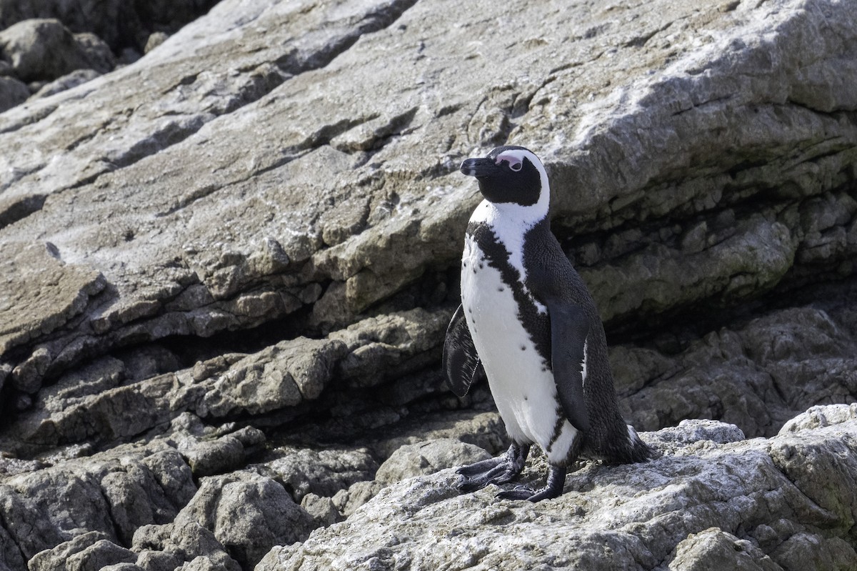 Pingüino de El Cabo - ML620352568