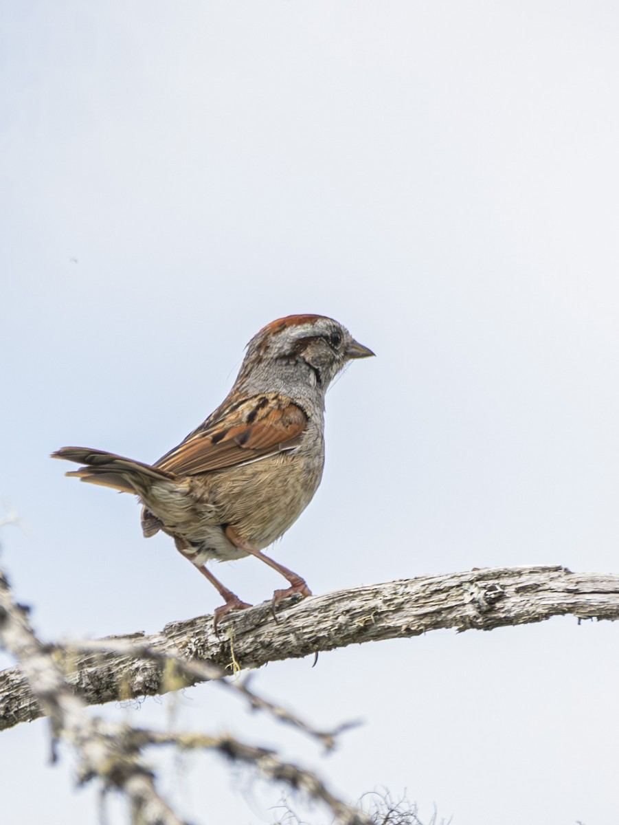 Swamp Sparrow - ML620352569
