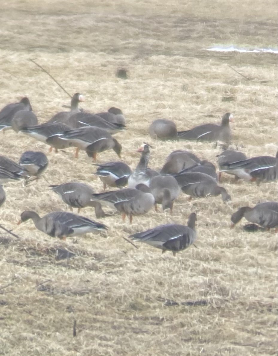 Snow x Greater White-fronted Goose (hybrid) - ML620352574
