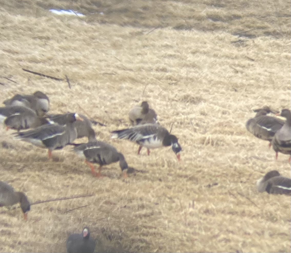 Snow x Greater White-fronted Goose (hybrid) - ML620352575