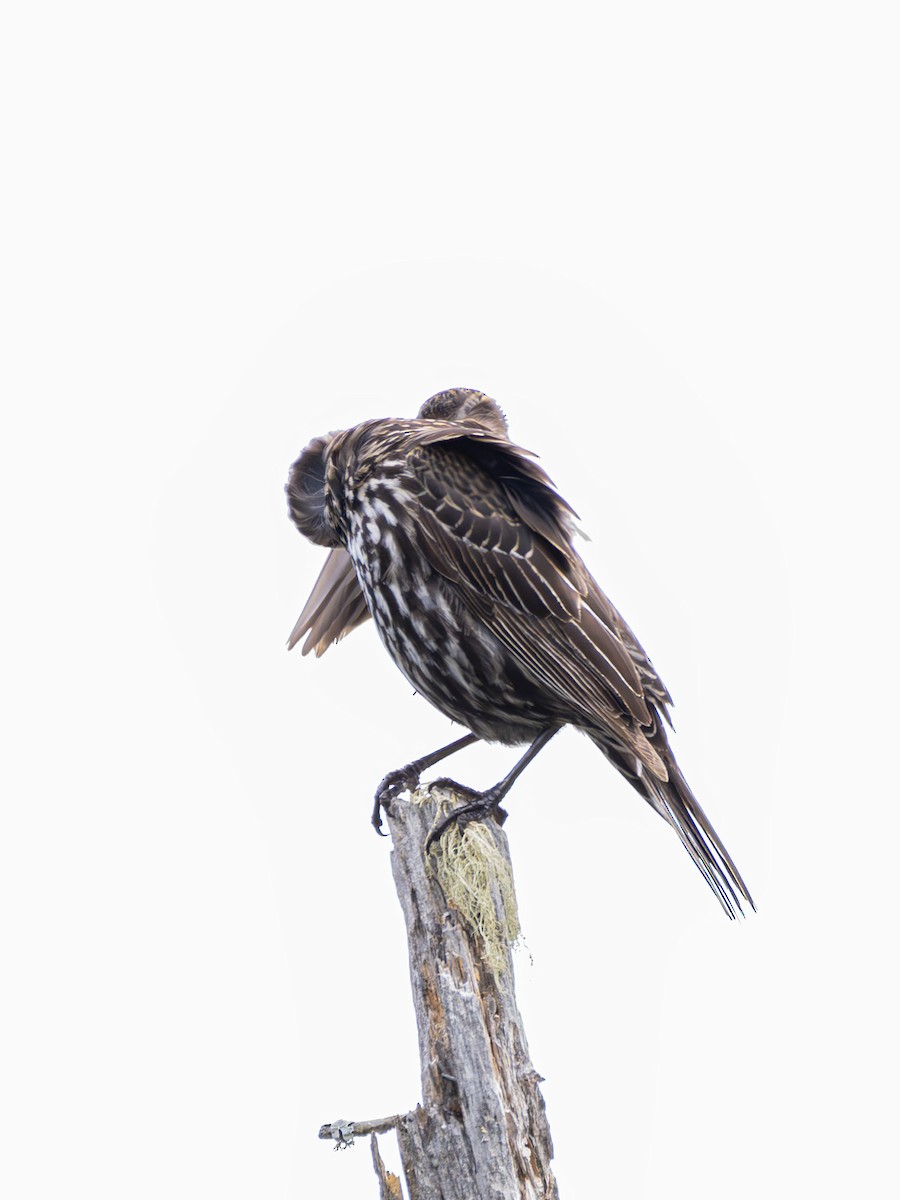 Red-winged Blackbird - ML620352578