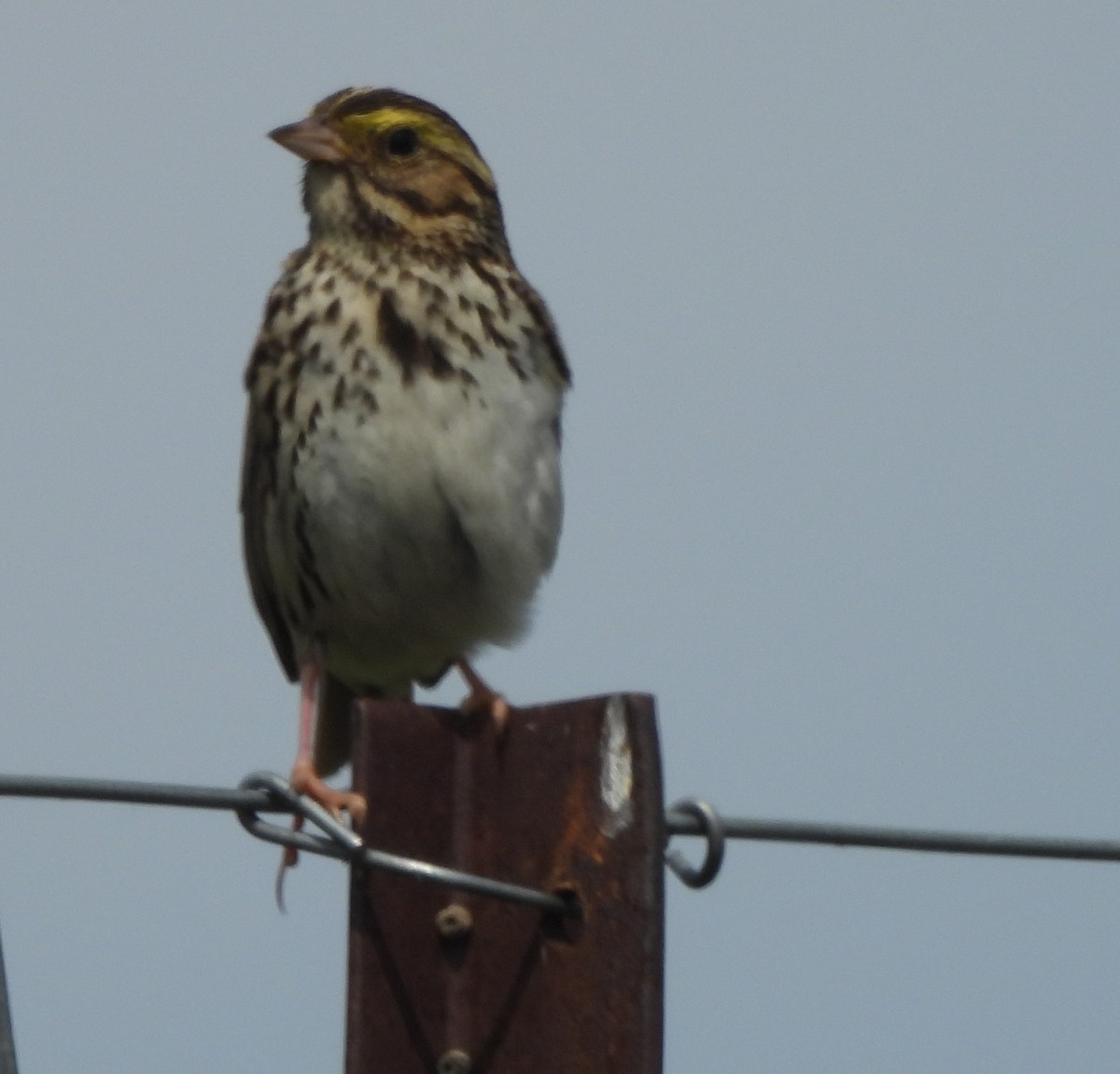Savannah Sparrow - ML620352598