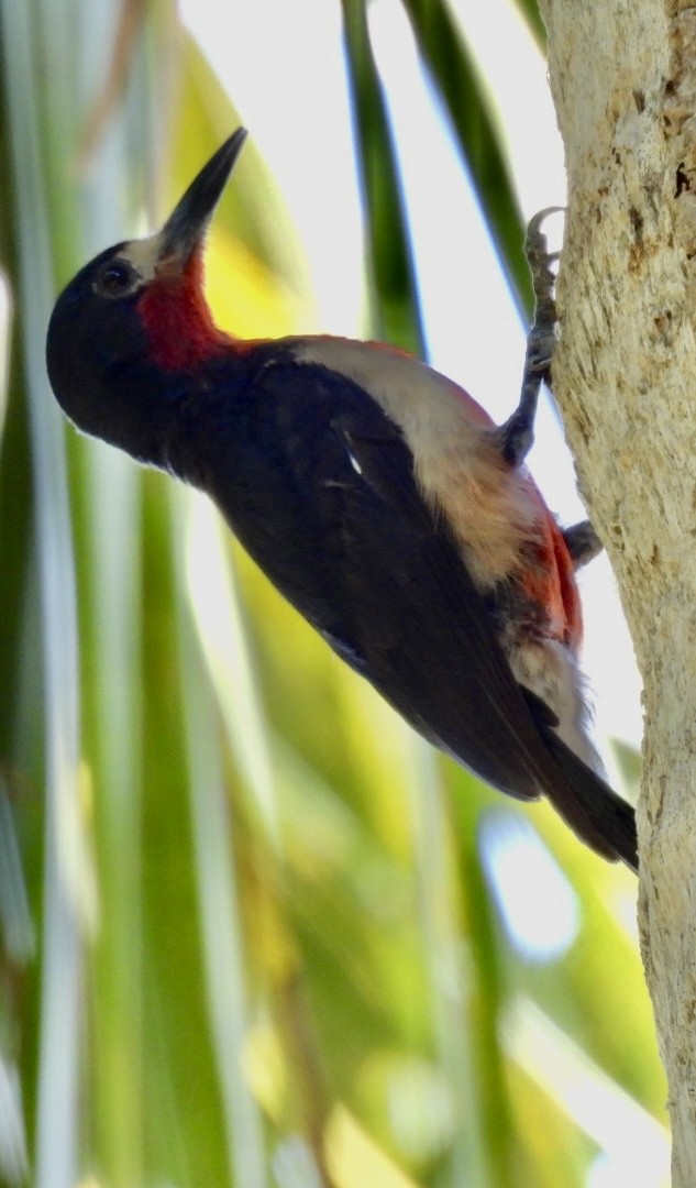 Puerto Rican Woodpecker - ML620352600