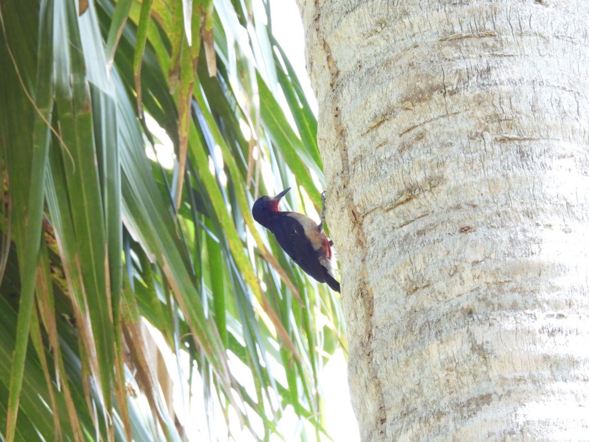 Puerto Rican Woodpecker - ML620352601