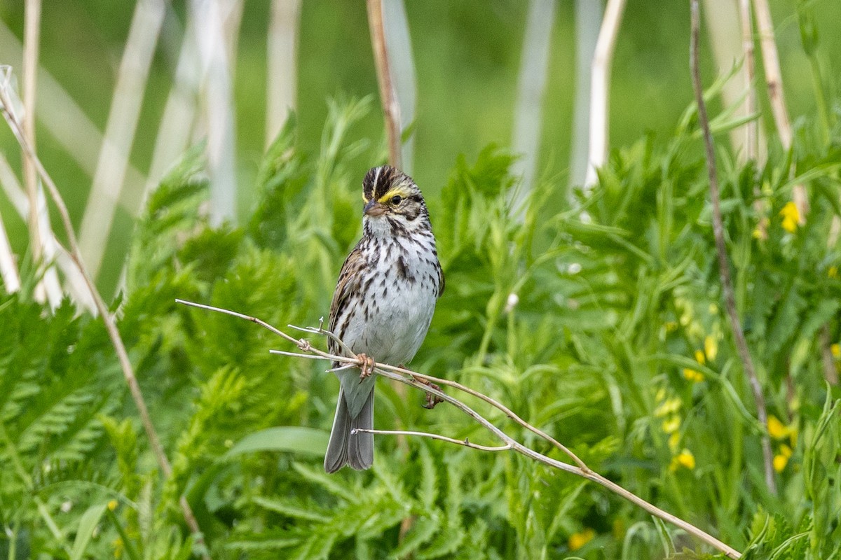 Savannah Sparrow - ML620352603