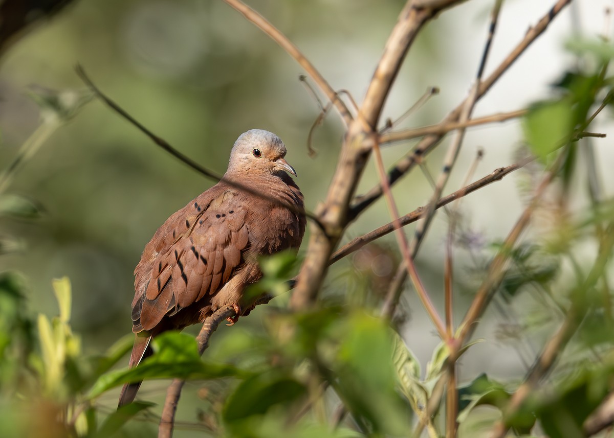 Ruddy Ground Dove - ML620352609