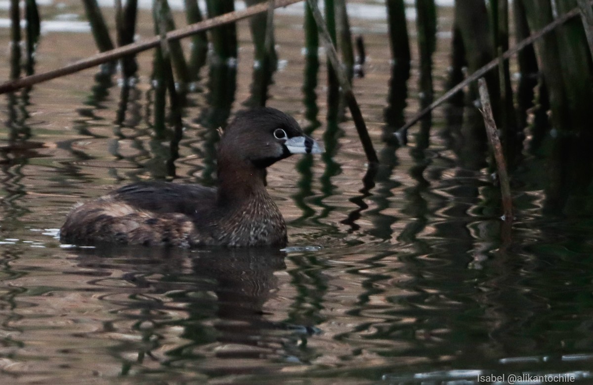 Pied-billed Grebe - ML620352617