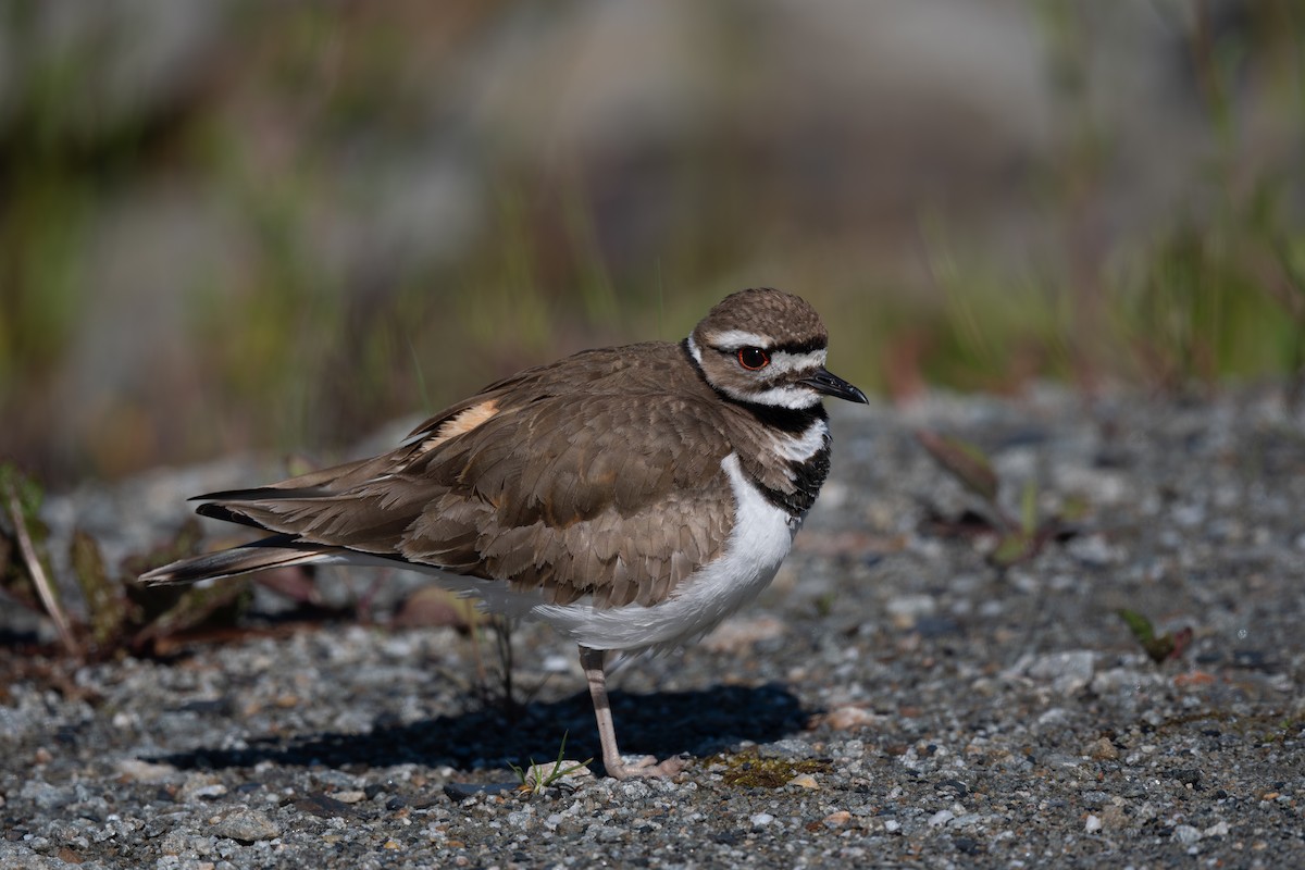 Killdeer - ML620352621