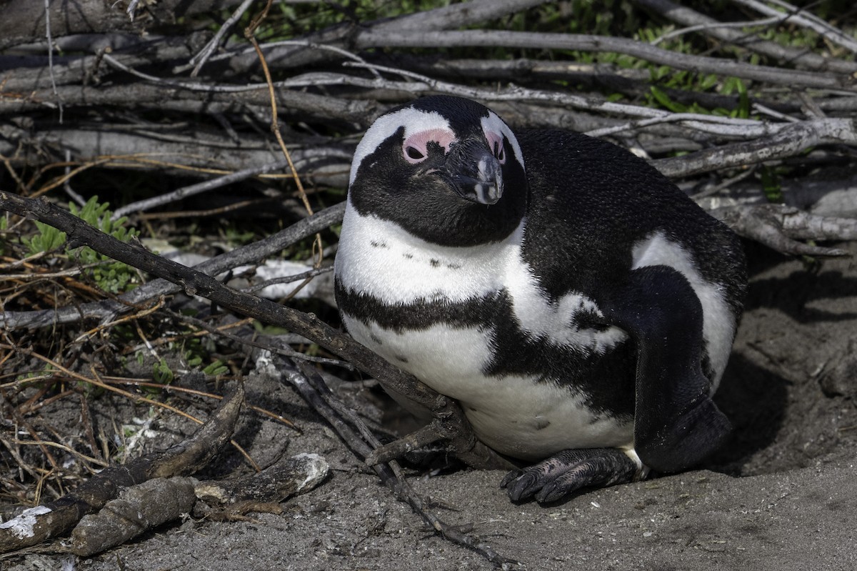 Pingüino de El Cabo - ML620352626