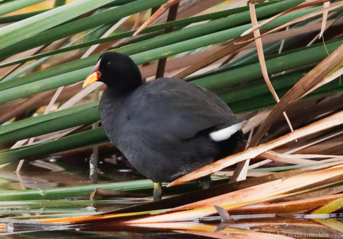 Red-fronted Coot - ML620352631