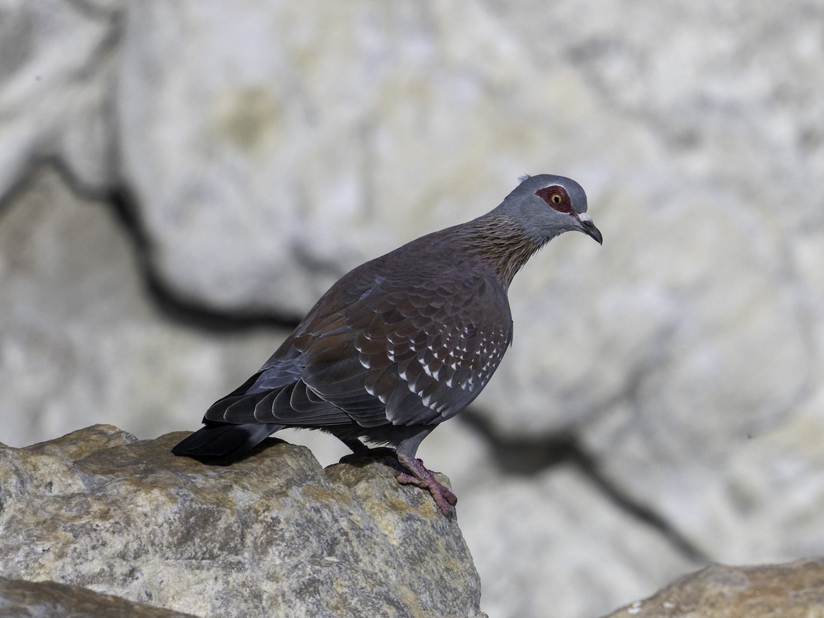 Speckled Pigeon - ML620352632