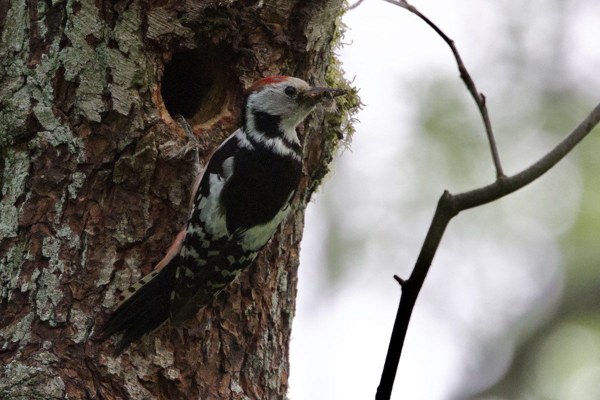 Middle Spotted Woodpecker - ML620352633