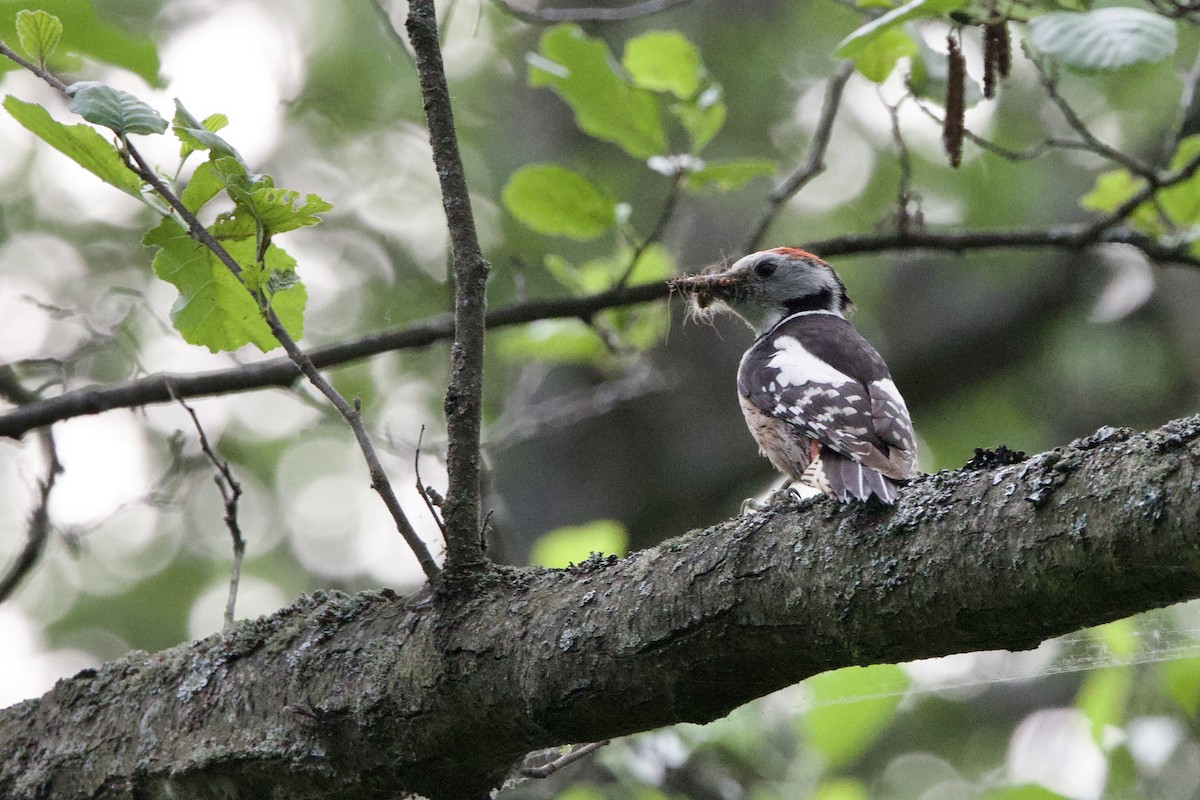 Middle Spotted Woodpecker - ML620352638