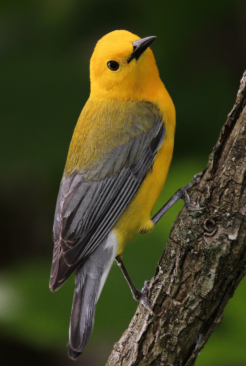 Prothonotary Warbler - ML620352639