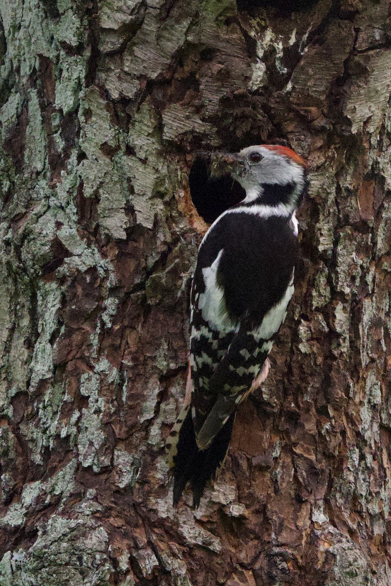 Middle Spotted Woodpecker - ML620352642