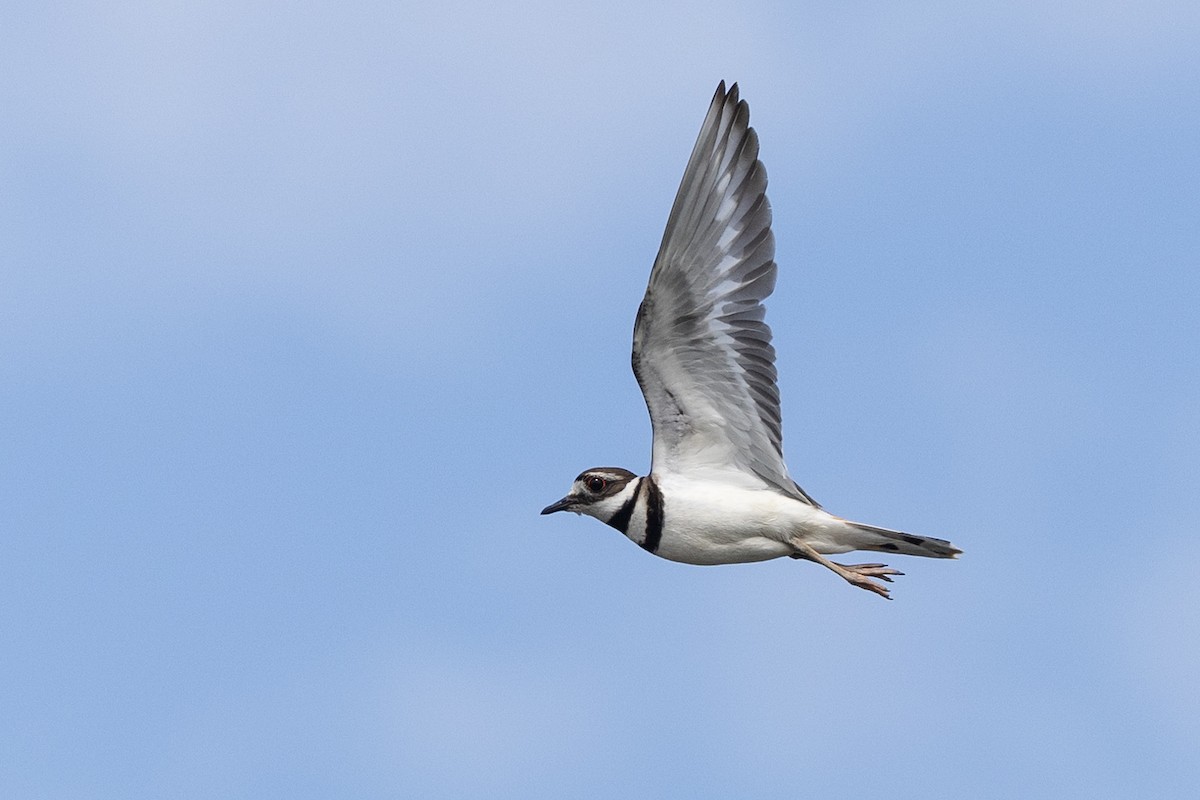 Killdeer - ML620352656