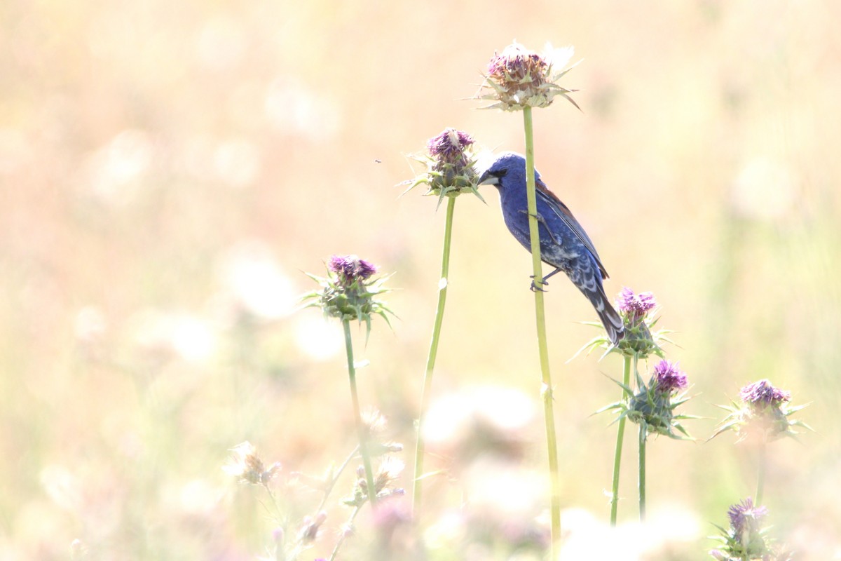 Blue Grosbeak - ML620352673