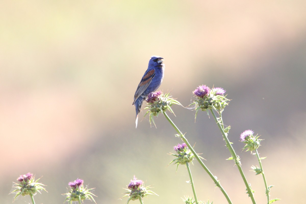 Blue Grosbeak - ML620352675