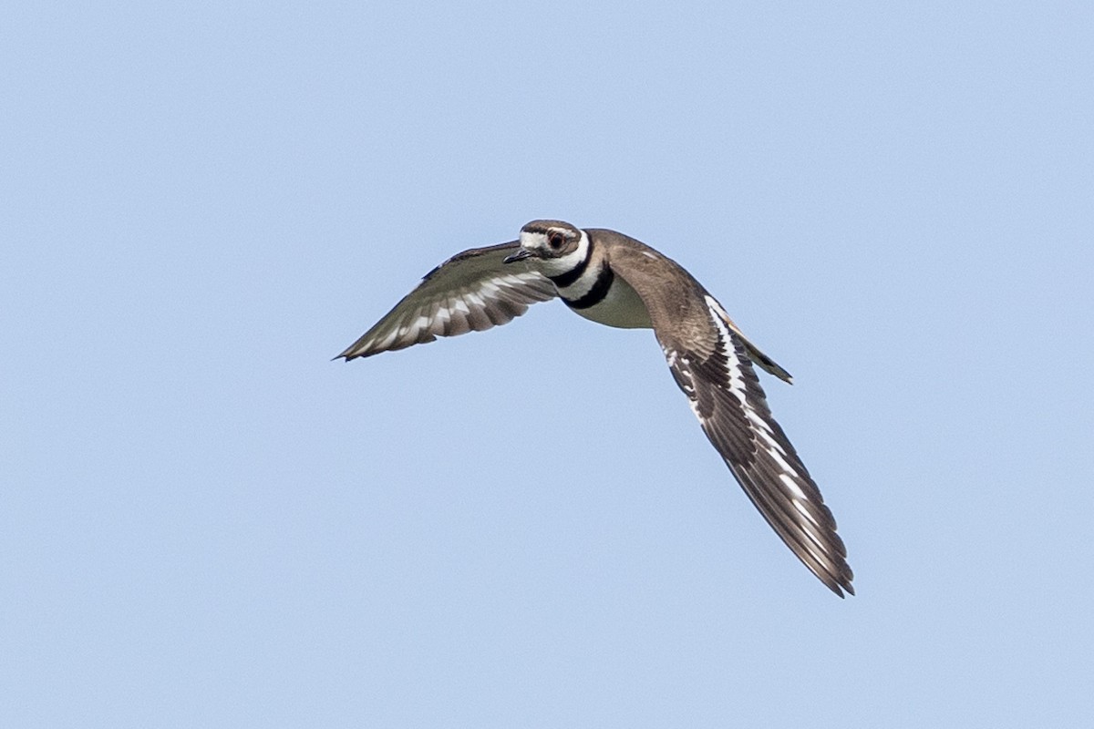 Killdeer - ML620352677