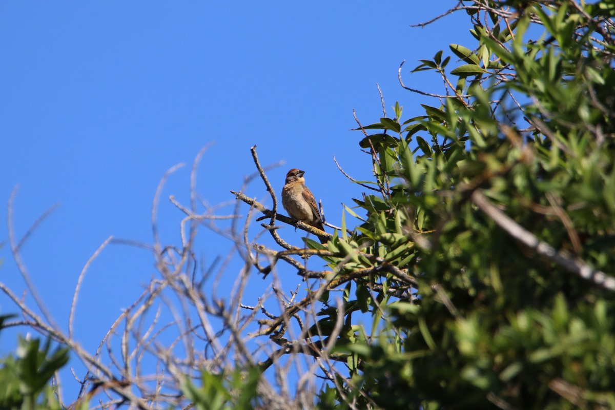 Blue Grosbeak - ML620352682