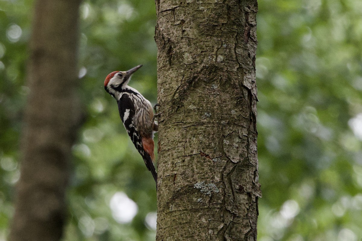 White-backed Woodpecker - ML620352693