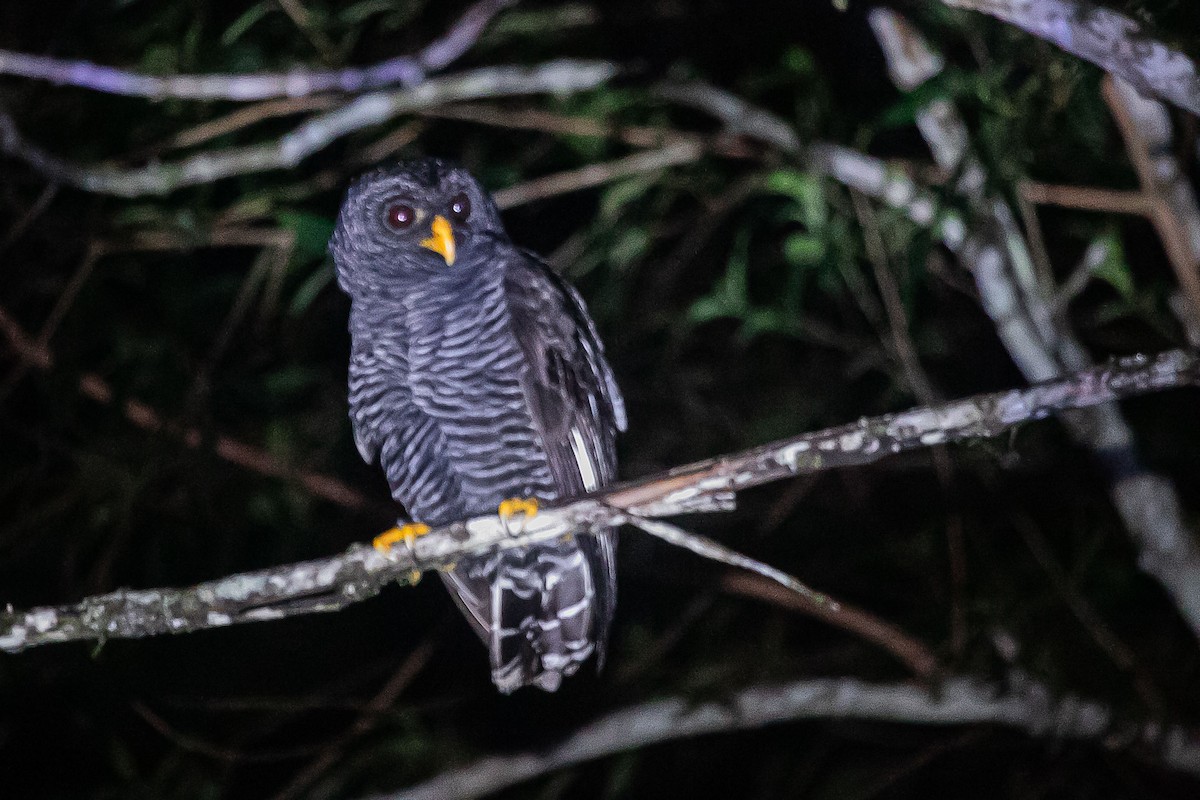 Black-banded Owl - ML620352694