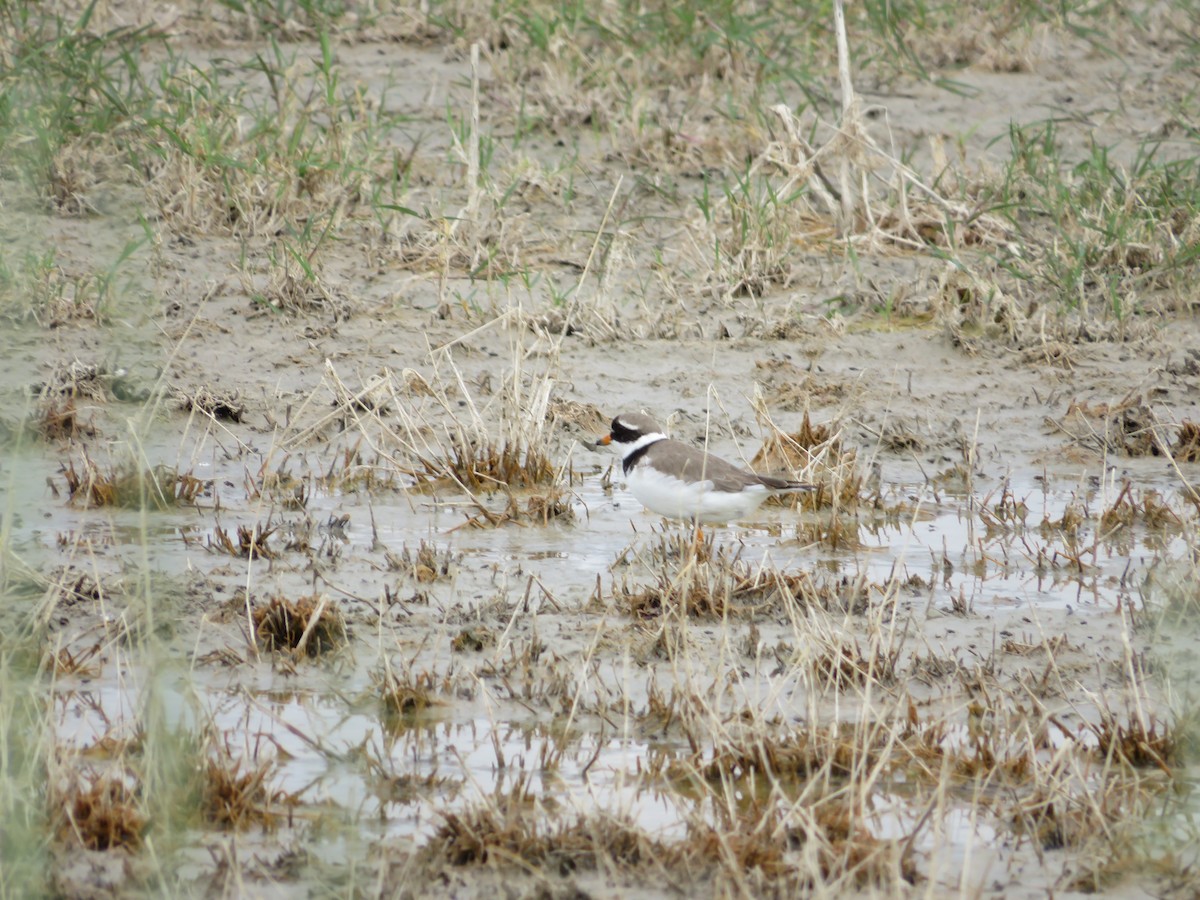 Common Ringed Plover - ML620352697