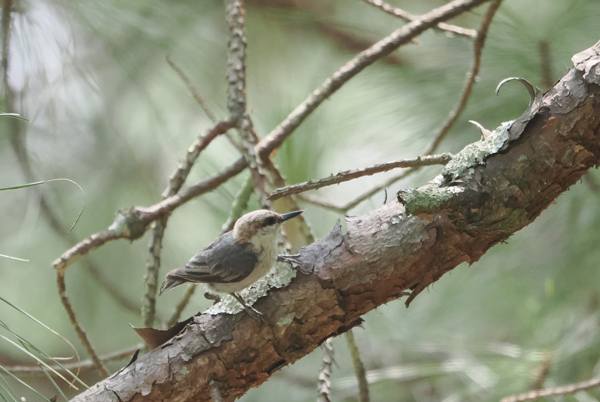 Brown-headed Nuthatch - ML620352724