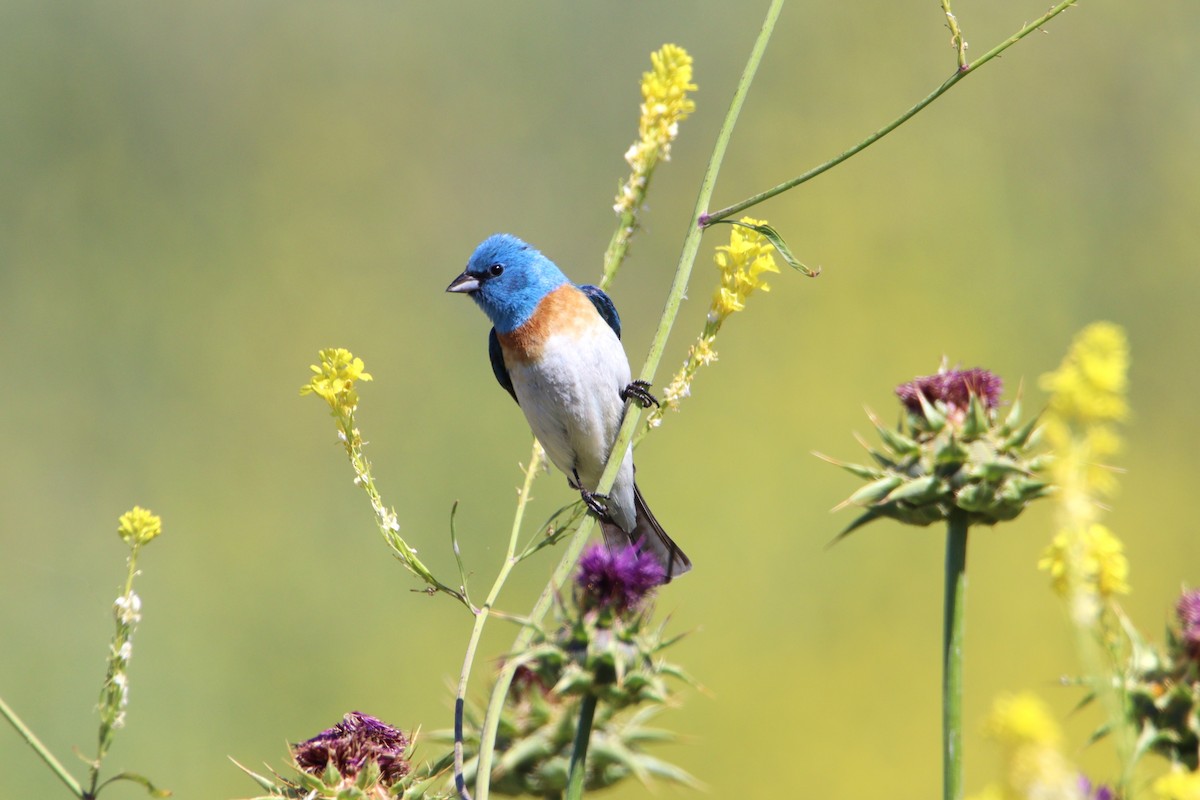 Lazuli Bunting - Patrick Sysiong